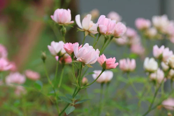 Rosas rosadas en la naturaleza —  Fotos de Stock