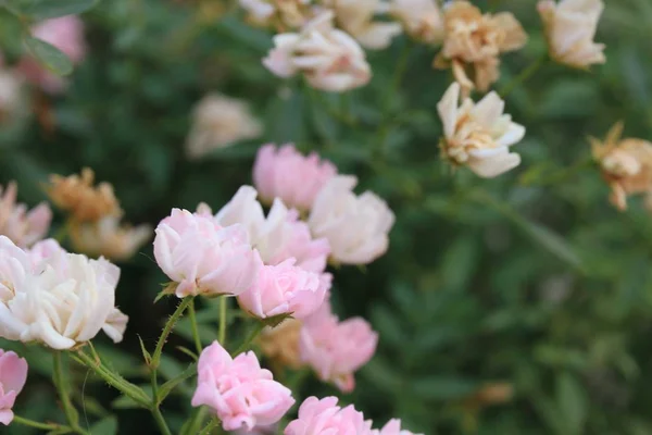Ροζ τριαντάφυλλα στη φύση — Φωτογραφία Αρχείου