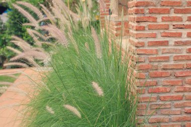 doğada çimen çiçekler