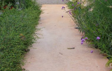 Parkta yürüyüş yolu