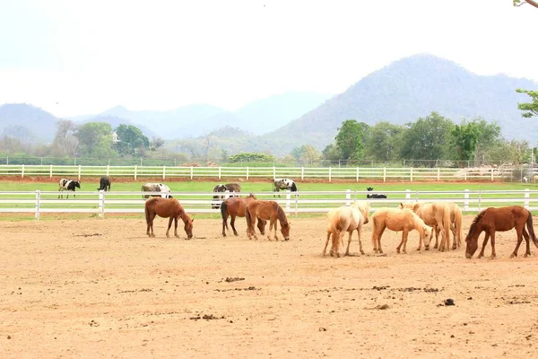 Caballo en la granja —  Fotos de Stock