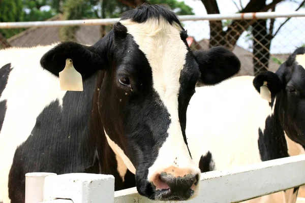 Vaca na fazenda — Fotografia de Stock