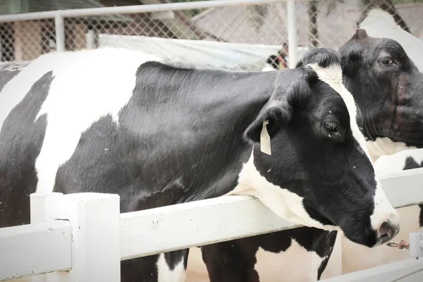 农场里的奶牛 — 图库照片