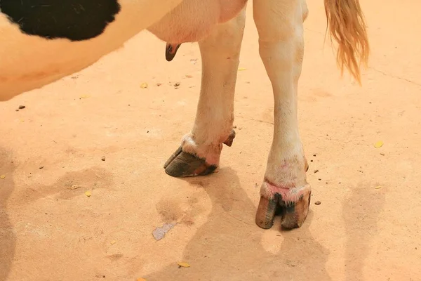 Patas de vaca en la granja —  Fotos de Stock