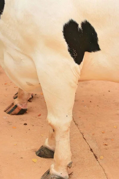 Koemelk benen op de boerderij — Stockfoto