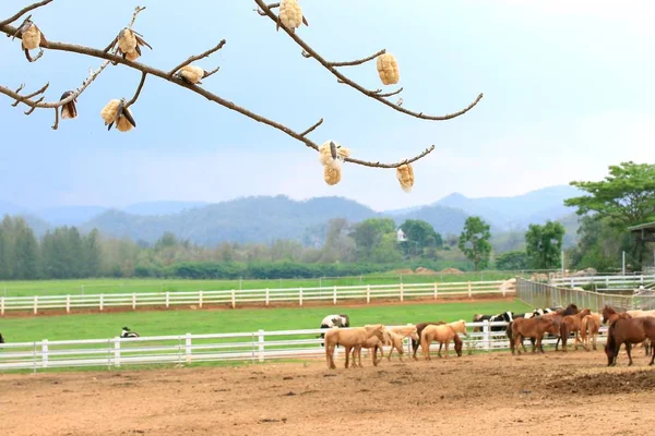 Caballo en la granja —  Fotos de Stock