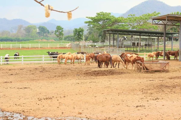 Horse in the farm — Stock Photo, Image