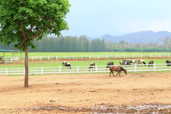 Cavallo in fattoria — Foto Stock