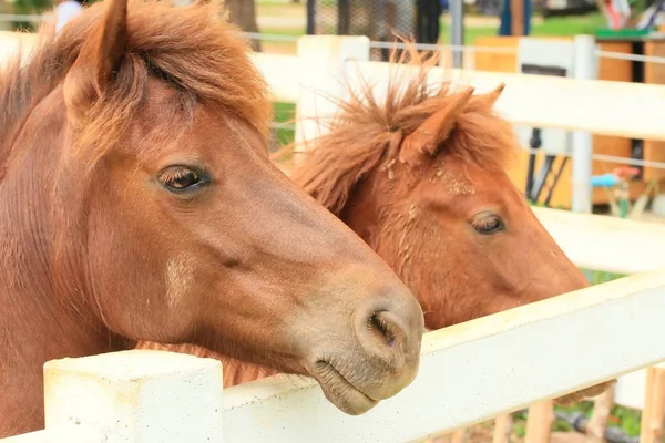 ม้าในฟาร์ม — ภาพถ่ายสต็อก