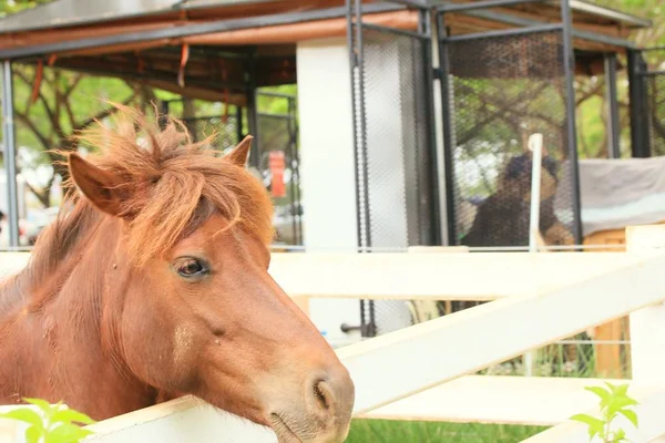 Häst på gården — Stockfoto