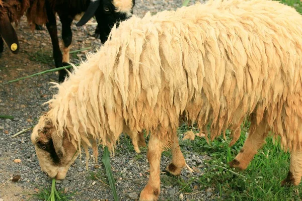 Sheep on the farm — Stock Photo, Image