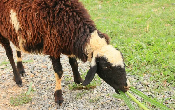 Sheep on the farm — Stock Photo, Image