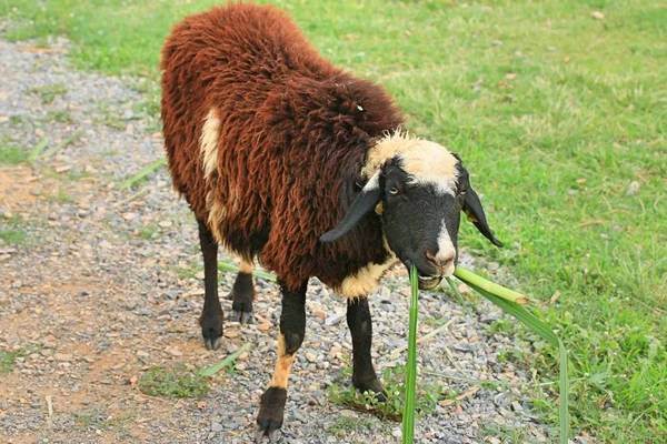 Sheep on the farm — Stock Photo, Image