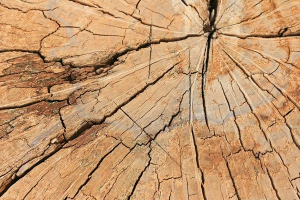 Gammal trä vintage bakgrund — Stockfoto