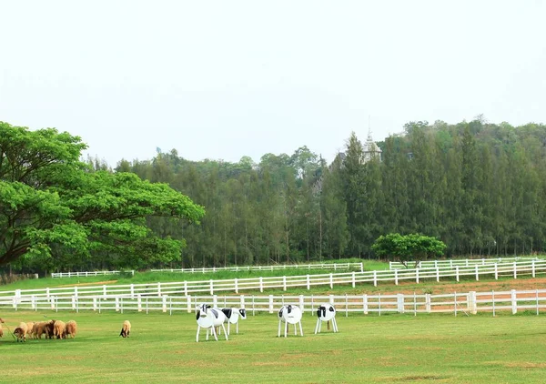 Ovejas en la granja —  Fotos de Stock