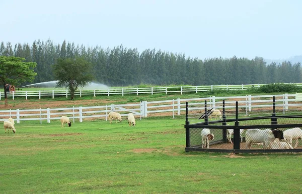 Goats on the farm — Stock Photo, Image