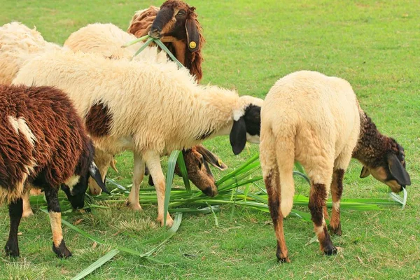 Sheep on the farm — Stock Photo, Image