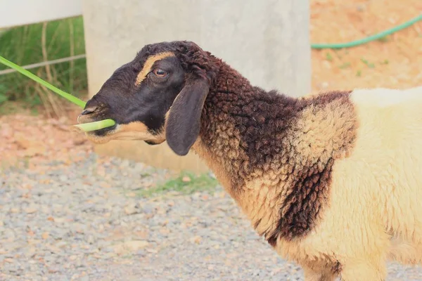De schapen op de boerderij — Stockfoto