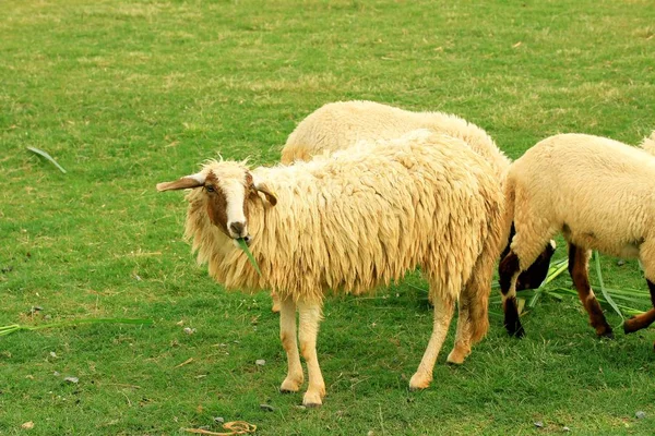 Die Schafe auf dem Hof — Stockfoto