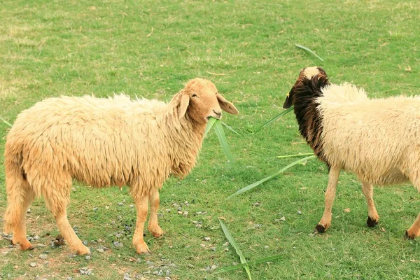 Koyun çiftliği — Stok fotoğraf