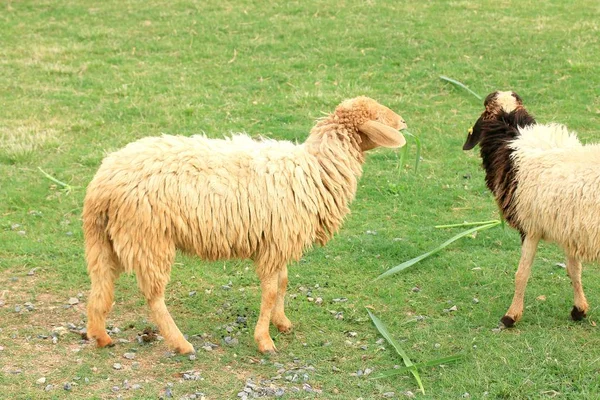 The sheep on the farm — Stock Photo, Image