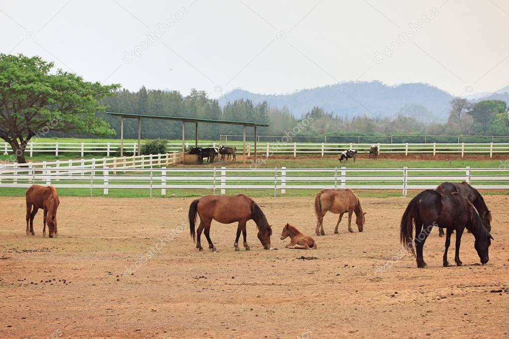 Horse in the farm