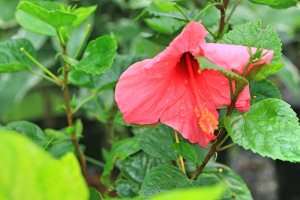 Fleurs d'hibiscus dans la nature — Photo