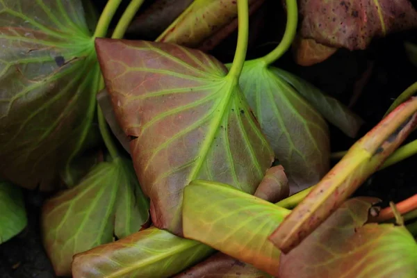 Hoja de loto en la naturaleza —  Fotos de Stock