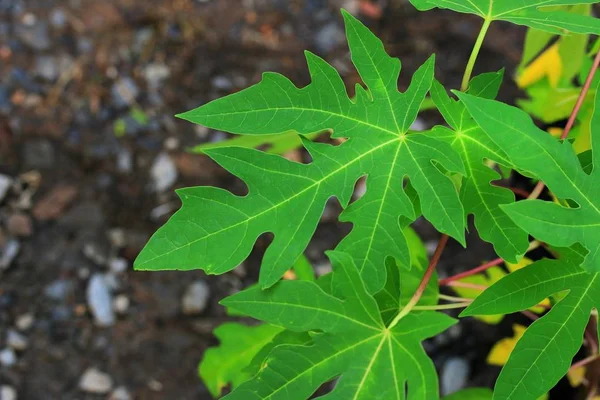 Papaya leaves in nature — Stock Photo, Image