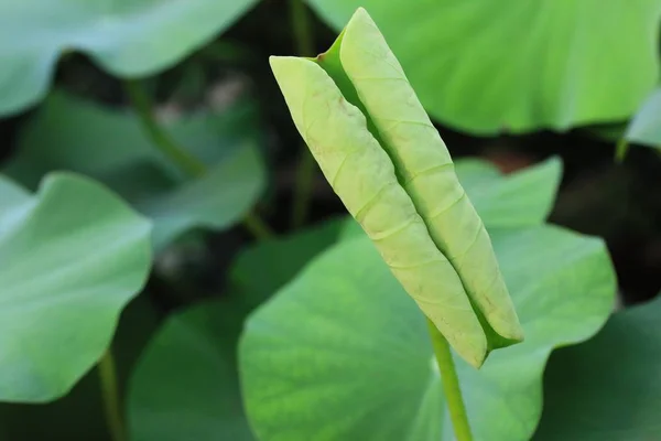 Lotus leaf in nature — Stock Photo, Image