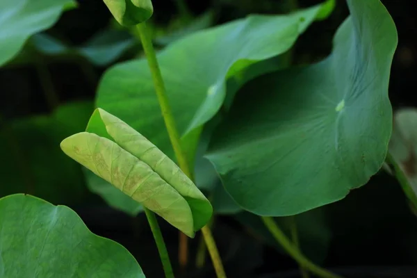 Lotusblatt in der Natur — Stockfoto