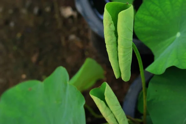Lotusblatt in der Natur — Stockfoto
