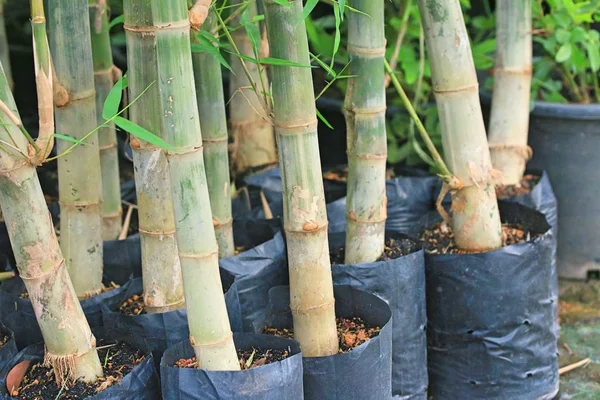 Bamboe boom in de natuur — Stockfoto