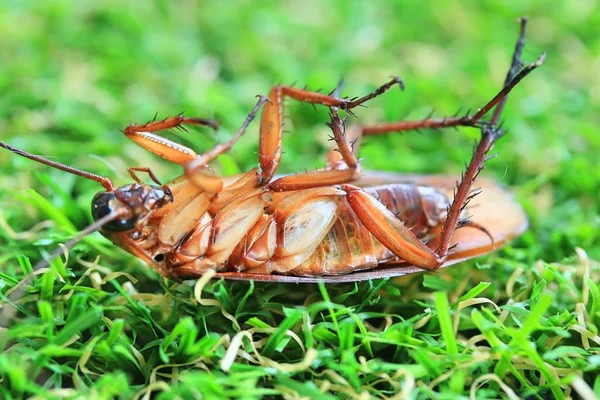 Dried cockroaches on green grass — Stock Photo, Image