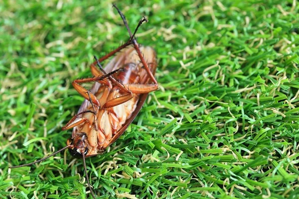 Dried cockroaches on green grass — Stock Photo, Image