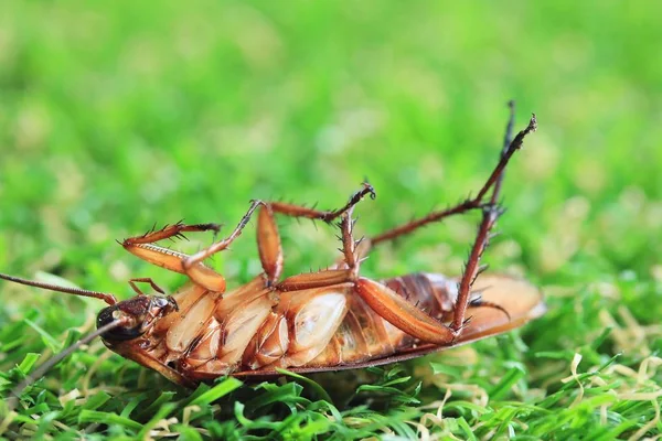 Сушеные тараканы на зеленой траве — стоковое фото