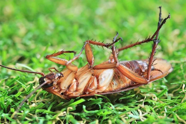 Dried cockroaches on green grass — Stock Photo, Image