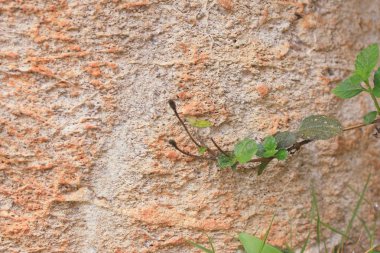 Taş vintage doku arka plan