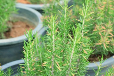 Biberiye ağaç doğa