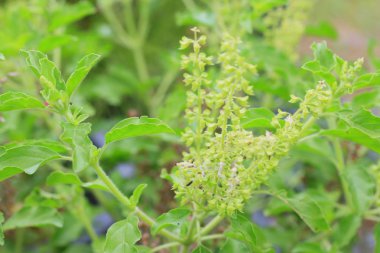 Fesleğen bitki doğa