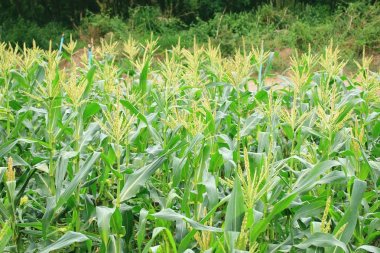 Mısır çiftliği doğada