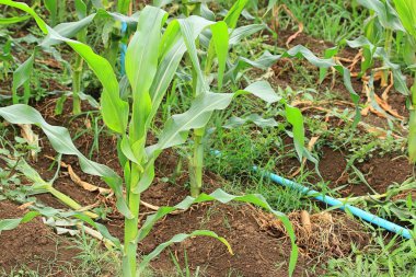 Mısır çiftliği doğada