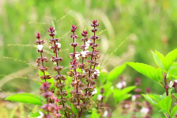 Basil roślina w naturze — Zdjęcie stockowe