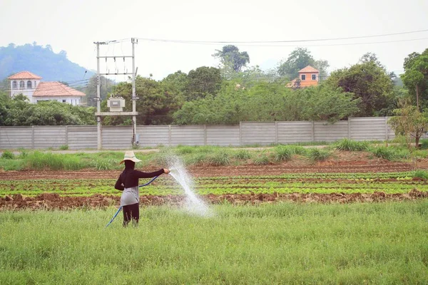 People watering the vegetable — Stock Photo, Image