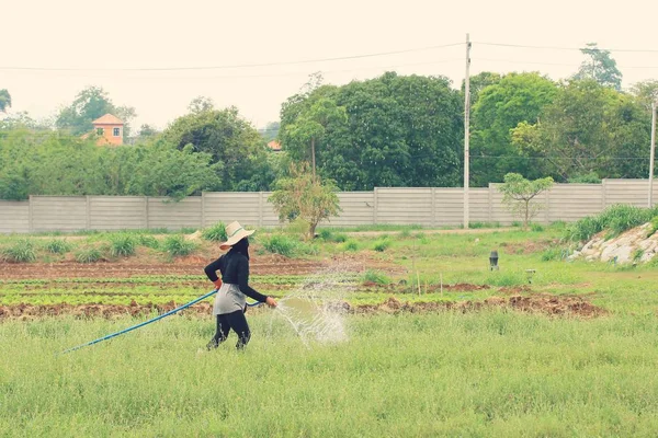 Люди поливают овощи — стоковое фото