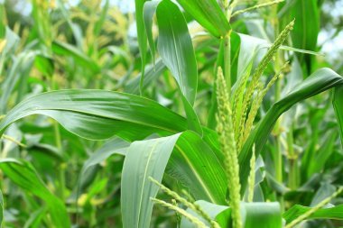 Mısır çiftliği doğada