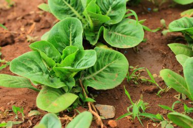 Erken lahana topraklarında