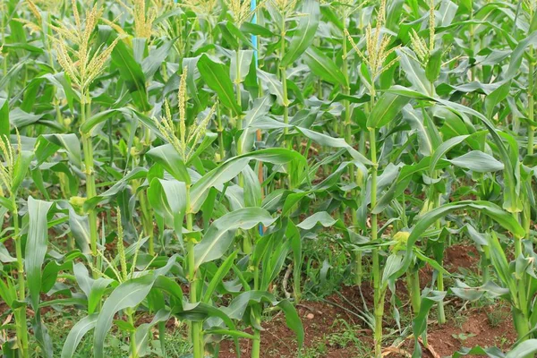 Corn farm in nature — Stock Photo, Image