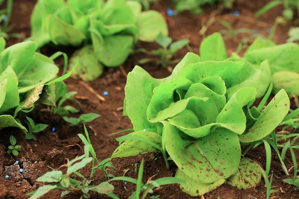 Early cabbage on soil — Stock Photo, Image