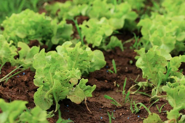 Early cabbage on soil — Stock Photo, Image